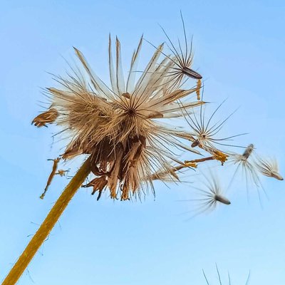 micro photography 