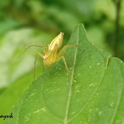 Yellow Translucent 