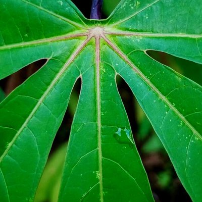 Daun ketela pohon ( singkong) 