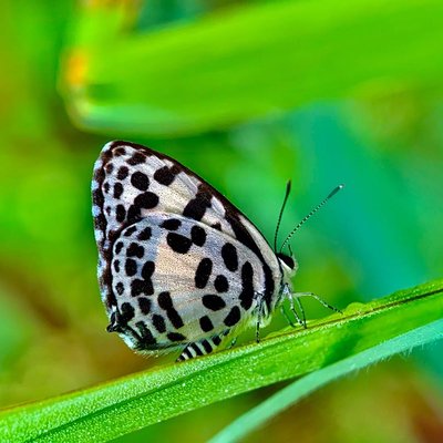Kupu kupu pierrot 