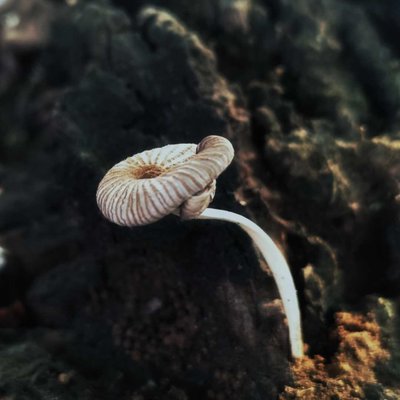 Jamur / Fungi
