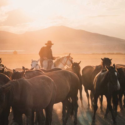 wild horses of Anatolia 