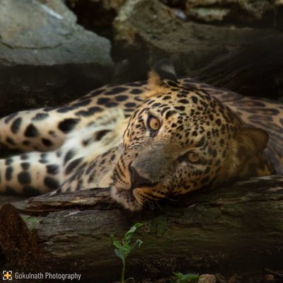 The Leopard Series