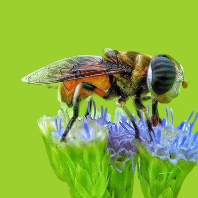 macro
