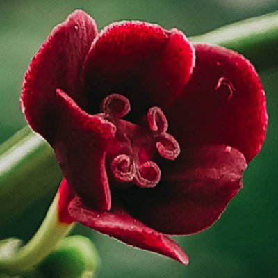 Bloom