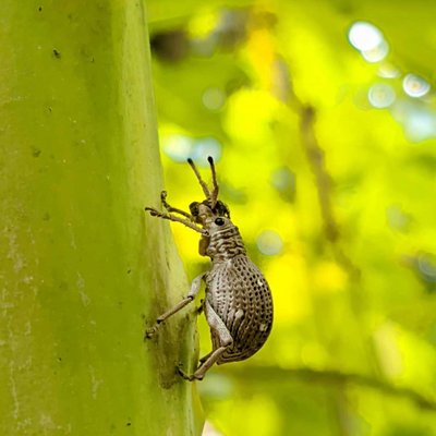 insect