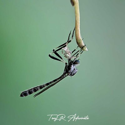 LEPTOGASTER