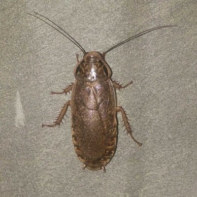 Speckled cockroach