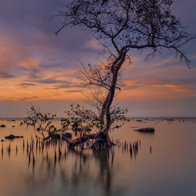Bakau api api