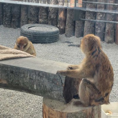 🐒