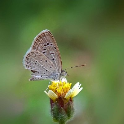 Tiny Grass Blue 