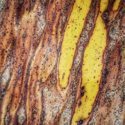 MACRO (DAUN PISANG KERING)