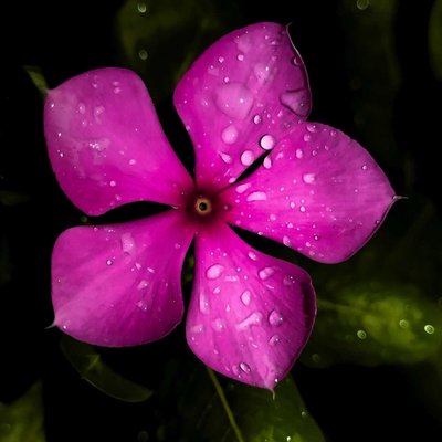 Madagascar Periwinkle