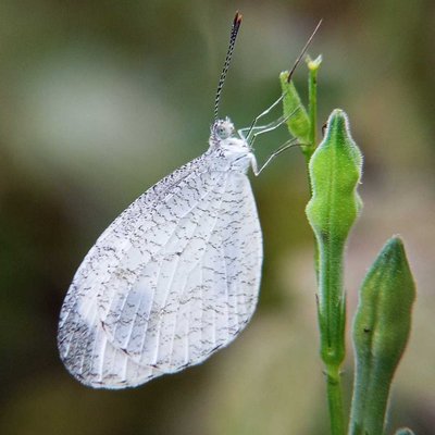 Leptosia nina