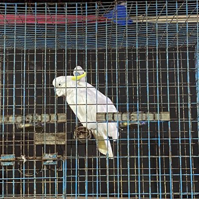 cockatoo 
