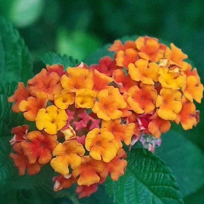 Manfaat Lantana Camara