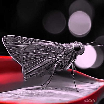 Borbo Cinnara