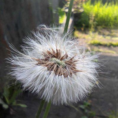 Emilia sonchifolia