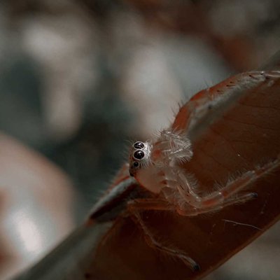 Telamonia dimidiata

