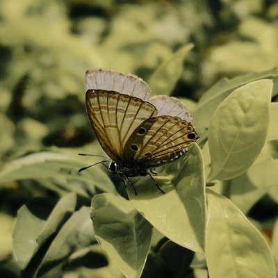 Butterfly 