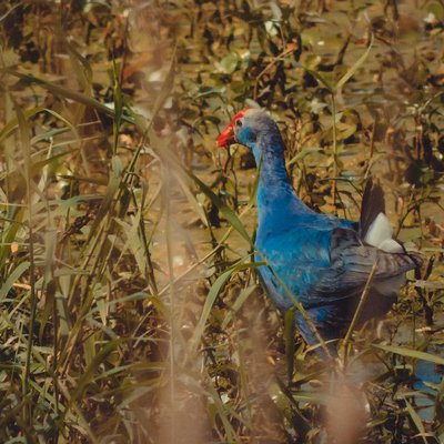 Grey-headed swamphen