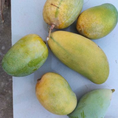 mango