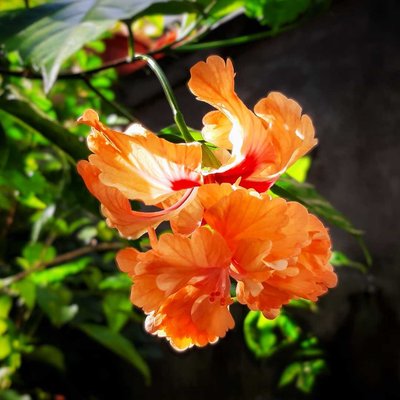 Double Layer Orange Hibiscus Flower