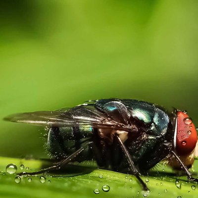 Lalat Hijau  ( Calliphora vomitoria)

