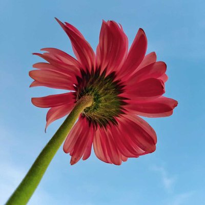 Gerbera Flower