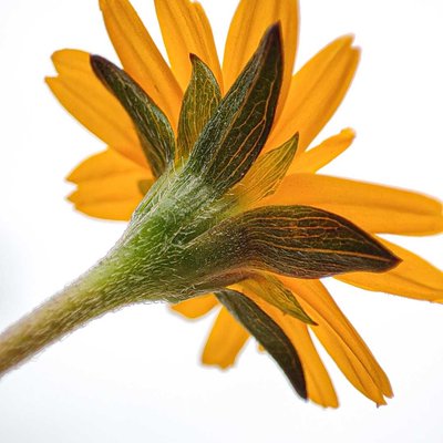 macro of flower❤