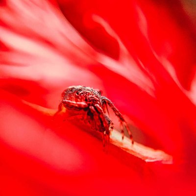 macro