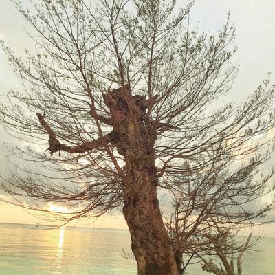 Cemara Laut