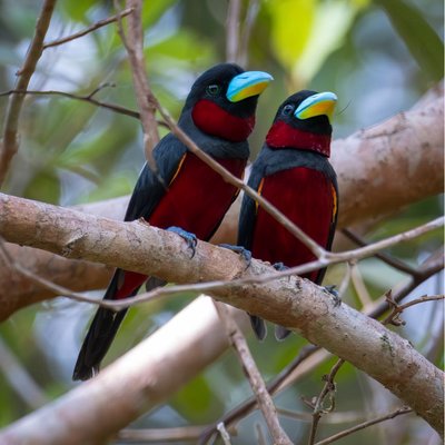 Black and Red Broadbill