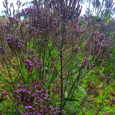 Verbena Brasiliensis