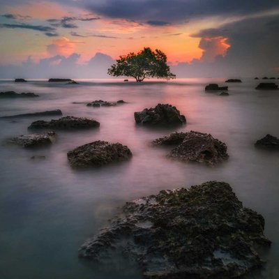 Pohon Jomblo 