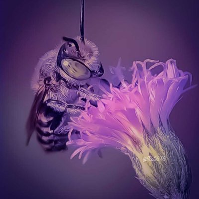 insect