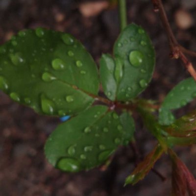 waterdrop