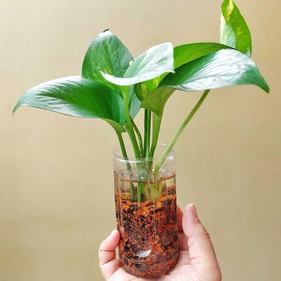 Daun Sirih Gading