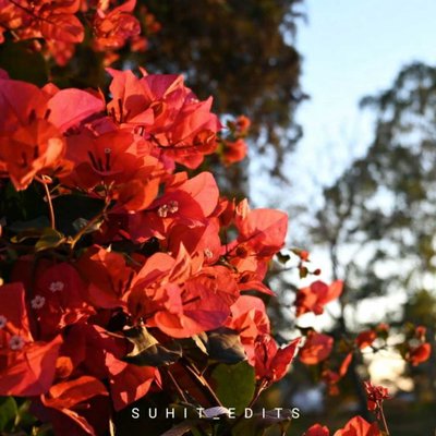 Bougainvillea (বাগান বিলাস)