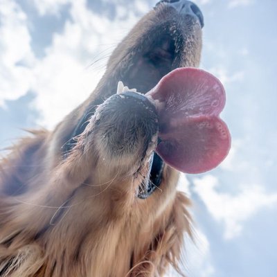 Un corazón canino en el cielo🐾💖✨