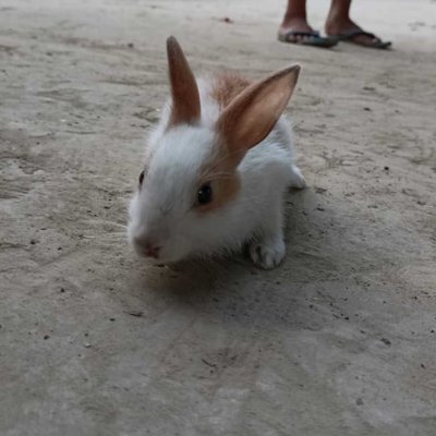 pet bunny 🐰🐇