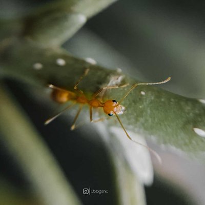 ANT 🐜