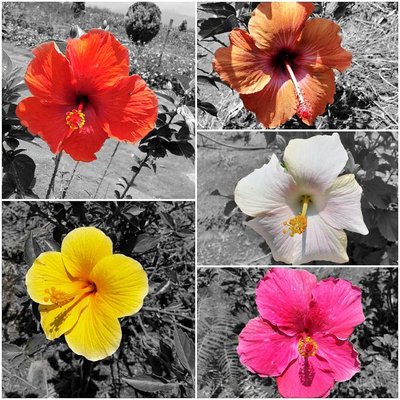 Different shades of hibiscus 🌺