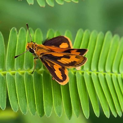 Potanthus omaha