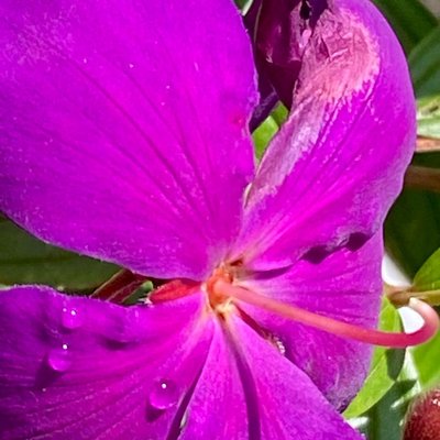 Beautiful Flower 