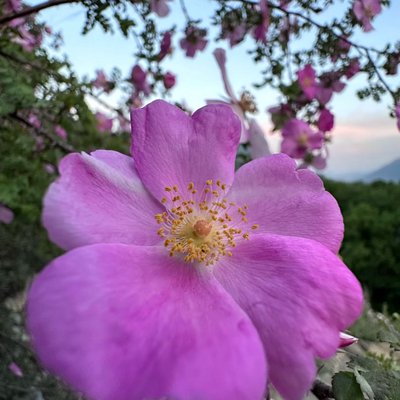Wildflower 