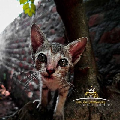 Cat 😺🐈