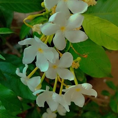 🌼🌼