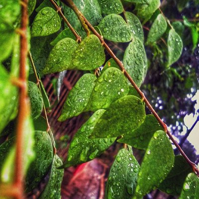 POHON BELIMBING 