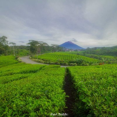 kebun teh kayu aro, kabupaten Kerinci, Jambi